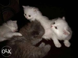 Persian kitten 1.5 months old semi punched