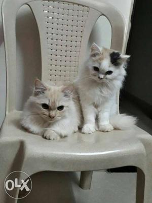 Persian kitties about 4 months old.male and female