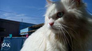 Persian male cat for mating, 2yr old pure white,