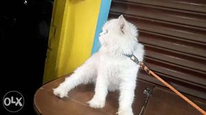 Persoon cat male available