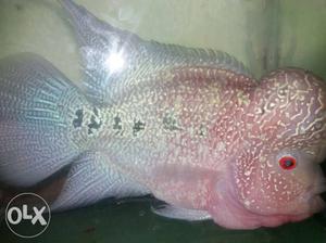Pink And Gray Flowerhorn Fish