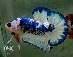 Plakart beeta fish marble. Bluefancy...
