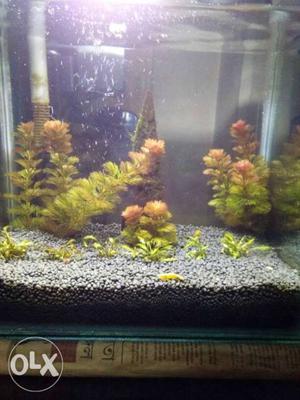 Planted aquarium at cheapest price..