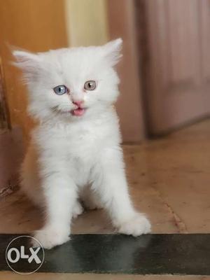 Punch face Persian kitten for sale with best price