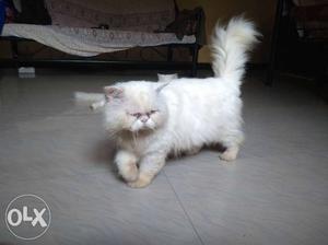 Punch face white male cat for matting not for sell
