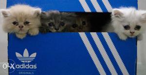 Pure Persian Kittens 2 months old for SALE.