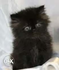 Pure black persian kitten 70 days old male heavy