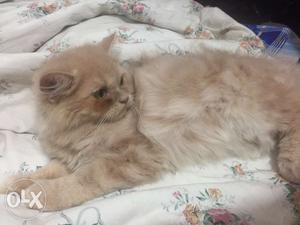 Pure persian kitten, three months old. Super