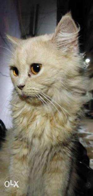 Pure persian long fur 6 month male extremely