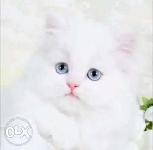 Pure white blue eyes female persian cat ready fr sale...