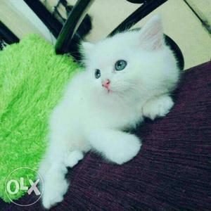 Pure white female persian kitten fr sell