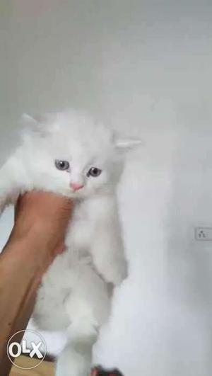 Pure white persian kitten for sell in lowest price