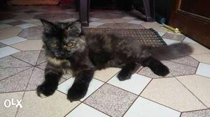 Pursion kitten female in low range...