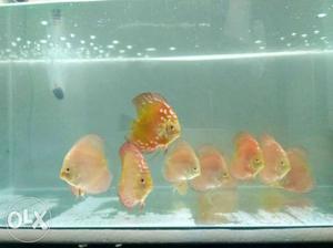 Rafflesia Discus Fish