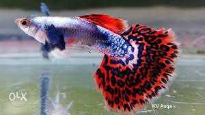 Red And Silver Guppy Fish