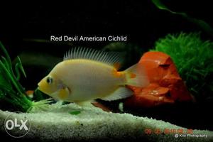 Red Devil American Cichlid