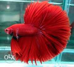 Red Fullmoon Betta for sale 250 Per Piece FIXED