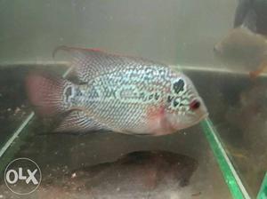 Red dragon full active Fish argent sale
