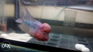 SRD Flower horn fish with good hump very active