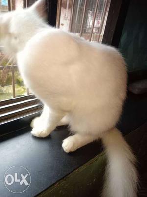 Semi-Persian Female cat 13 months old, toilet