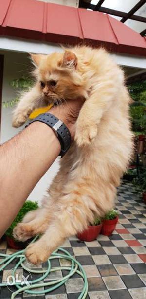 Semi punch face Persian kittens for sale 65 days