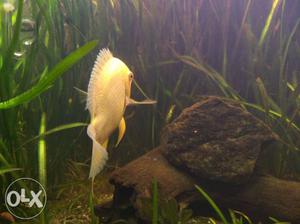 Severum fish ~6inch. For freshwater aquarium.