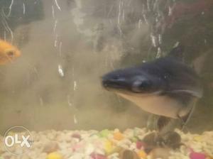 Shark fish 10 inch very beautiful and active