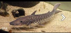 Shevanose cat fish (one feet)