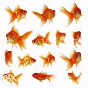 Small GOLDFISH for sale