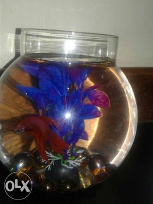 Small bowl with decoration n healthy betta fish red colour..