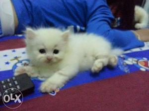 So cute persian kitten for sale