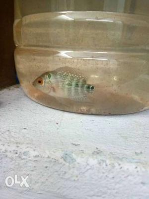 Srd flowerhorn,, 4pieces for sale,,take four for
