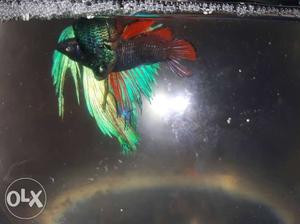 Two Gray, Green, And Red Betta Fish