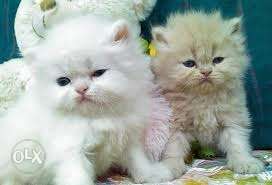 Two Long-fur White And Brown Kittens