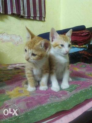 Two Yellow Kittens