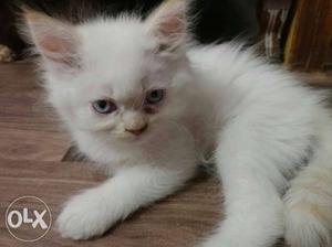 Urgent Sale Original Persian Kittens The price is