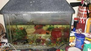 Want to sell these 2 aquarium big has 4 fish and