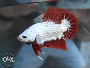 White And Red betta fish full active
