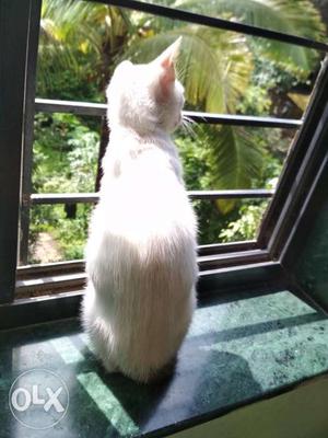 White Cat In Satara