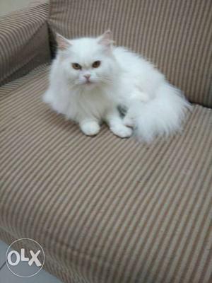 White Persian female 4 years old