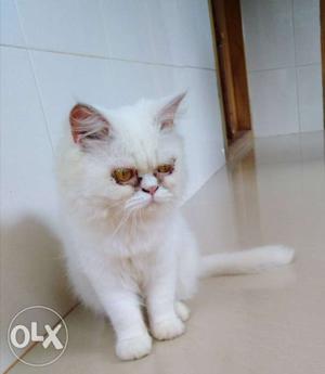 White persian cat