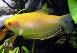 Yellow,Dwarf gourami 2 Type Barb Fish Sale
