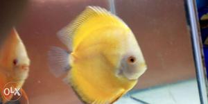 Yellowwhite discus confirm male 6.5 inch one piece