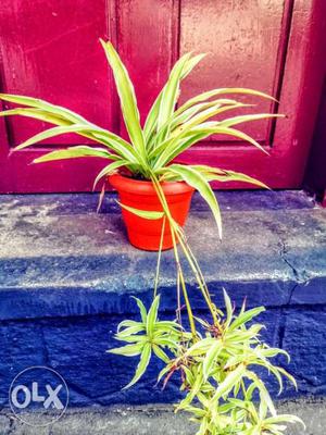 Green Leafed Plant With Orange Pot