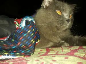1.5 Year Grey Persian Cat (Male) Message For More Pics
