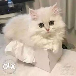 100% original Persian kitten available