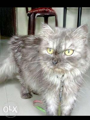 2 years old male Persian cat for sale