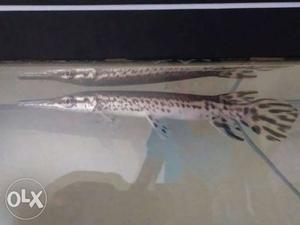 23cm Aligetar gar fish very active