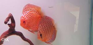 2pcs discus of 5 to 6inch