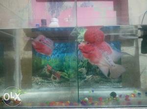 2year red floran head up fish